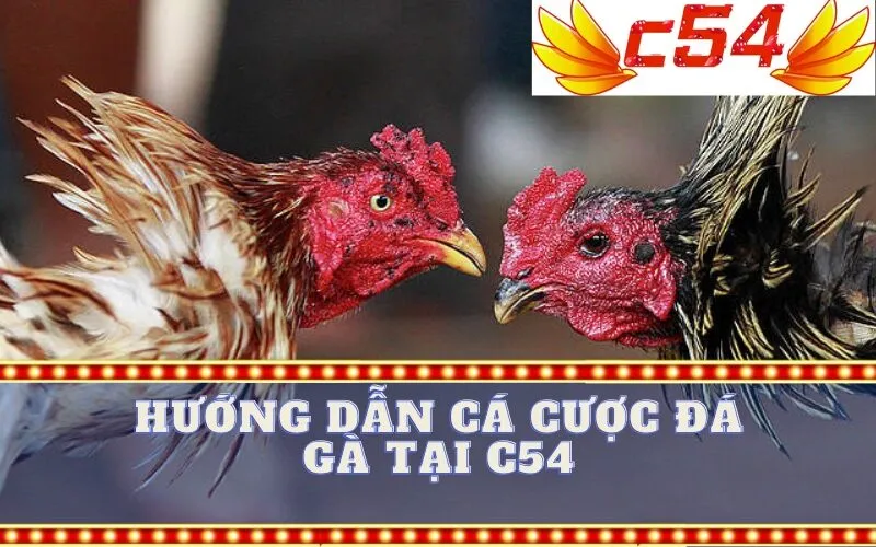 Hướng Dẫn Cá Cược Đá Gà Tại C54