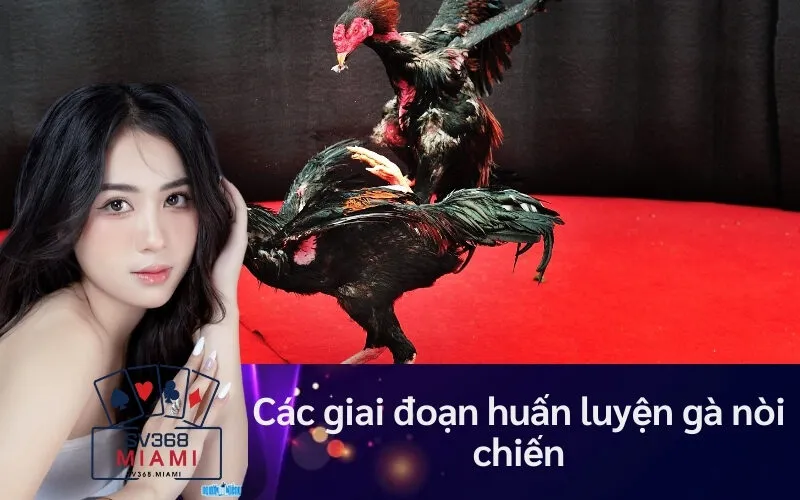 Các giai đoạn huấn luyện gà nòi chiến