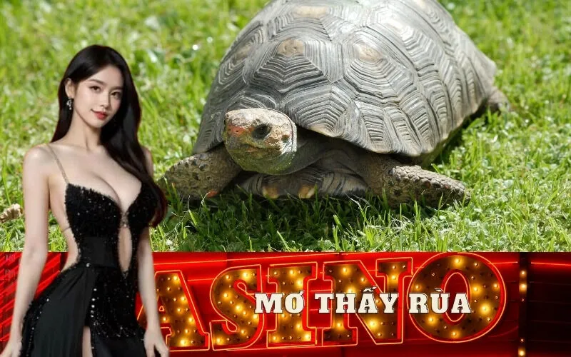 Mơ thấy rùa