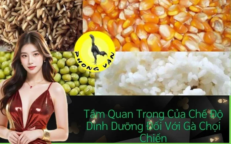 Tầm Quan Trọng Của Chế Độ Dinh Dưỡng Đối Với Gà Chọi Chiến