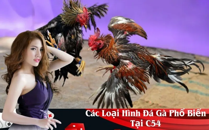 Các Loại Hình Đá Gà Phổ Biến Tại C54