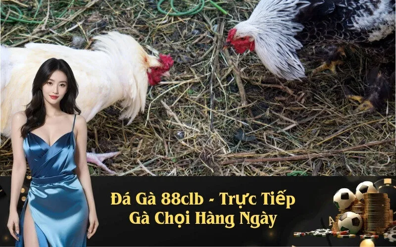 Đá Gà 88clb - Trực Tiếp Gà Chọi Hàng Ngày