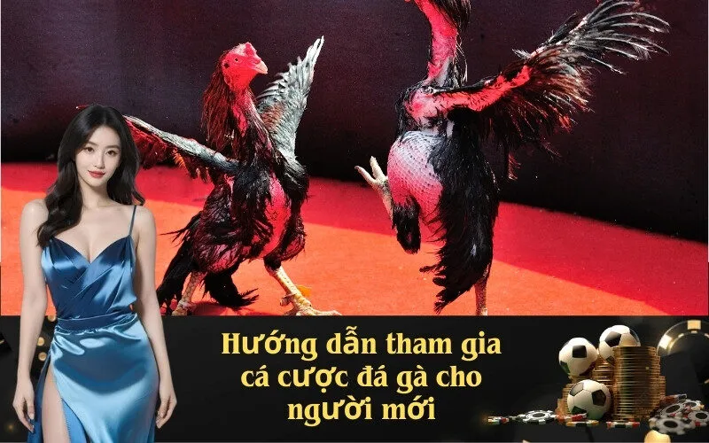 Hướng dẫn tham gia cá cược đá gà cho người mới