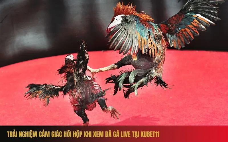 Trải nghiệm cảm giác hồi hộp khi xem Đá gà live tại Kubet11