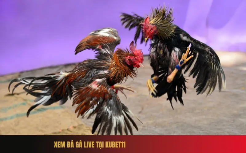 Xem Đá Gà Live Tại Kubet11