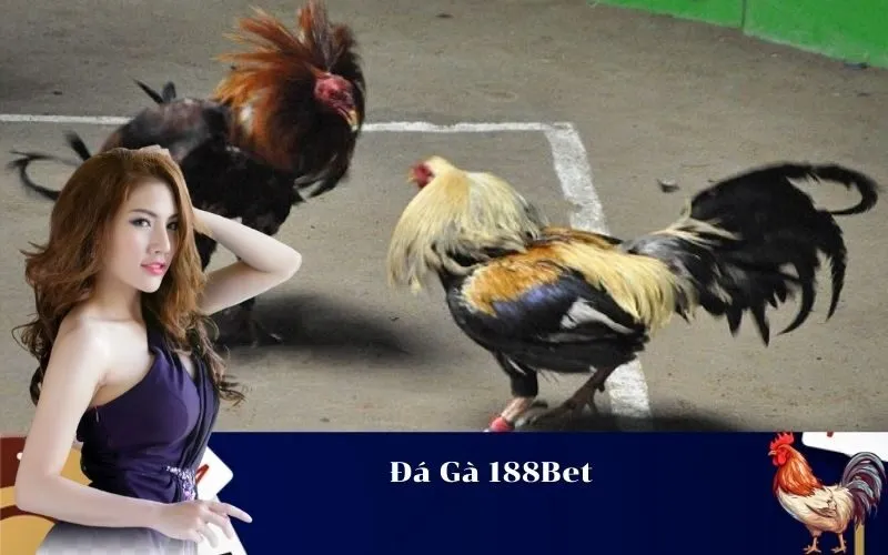 Đá Gà 188Bet 